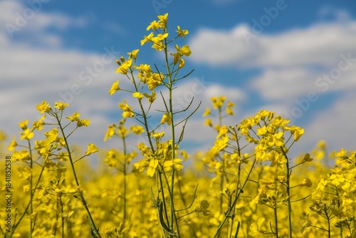 Rapeseed flower canola colza Brassica Napus yellow