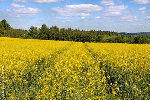 Rapeseed, canola or colza field in Latin Brassica Napus
