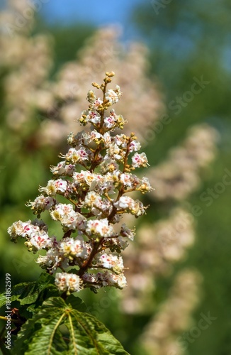 horse chestnut flower in latin Aesculus hippocastanum