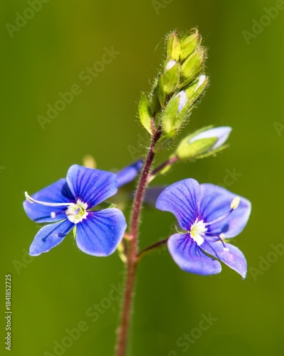 Veronica officinalis common gypsyweed common speedwell
