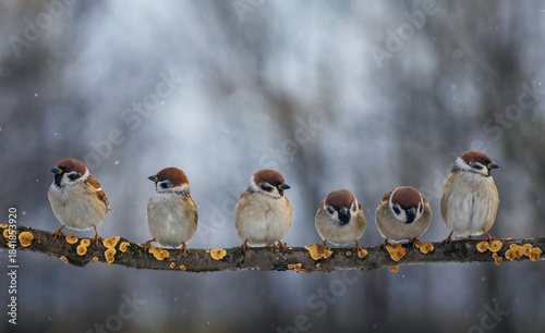 A flock of small funny birds sparrows sitting on a branch in a winter park