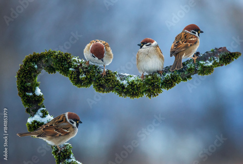 a group of sparrow birds sitting on a branch in a winter garden