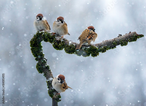 a flock of birds sparrows sitting on a branch in a winter garden
