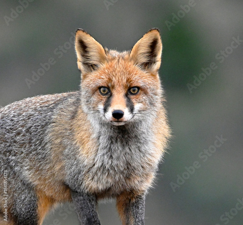 a beautiful red fox in the mountain