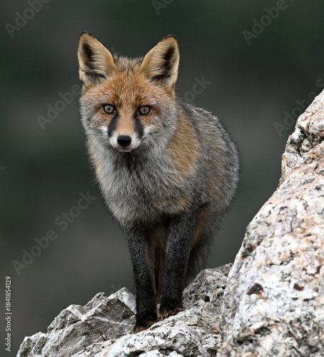 a beautiful red fox in the mountain