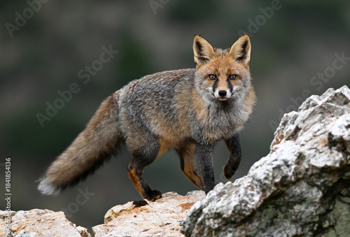 a beautiful red fox in the mountain