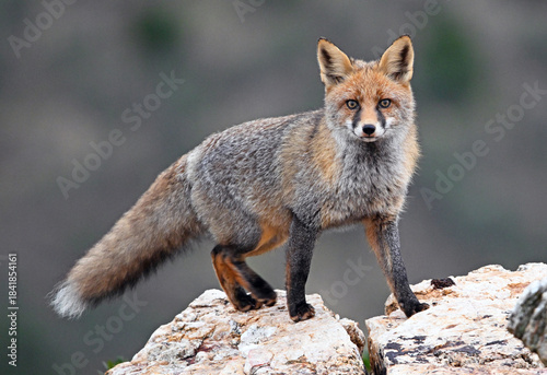 a beautiful red fox in the mountain