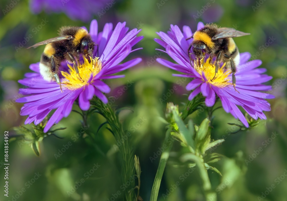 Obraz premium Bombus terrestris buff-tailed bumblebee large earth
