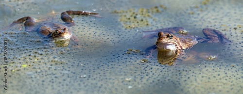 European Common brown Frog Rana temporaria frogs eggs