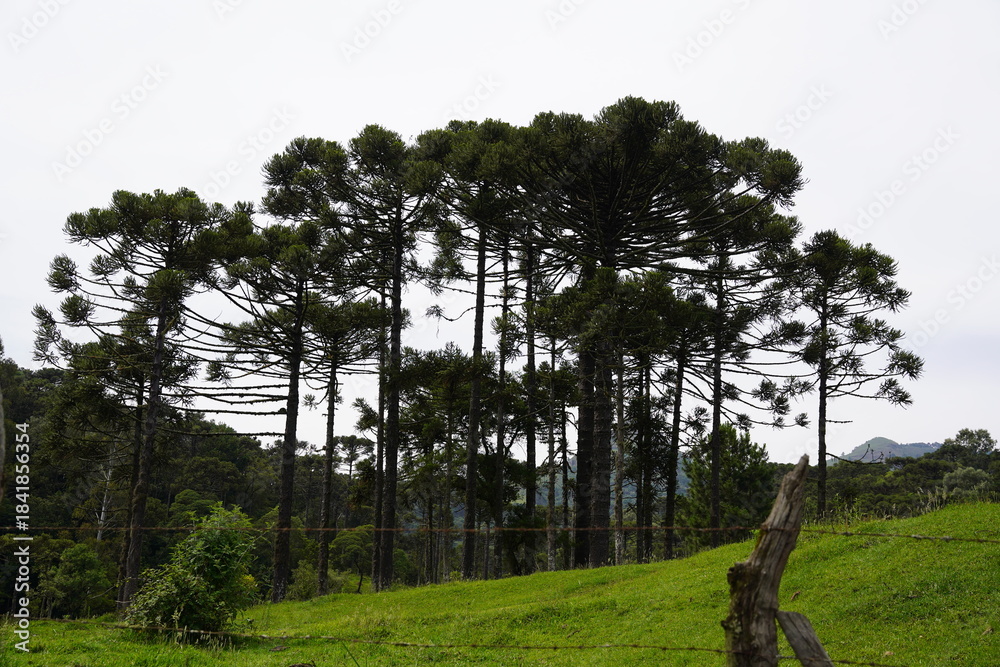 Fototapeta premium Arvores - Araucarias - Floresta - Verde - Natureza Urubici - SC
