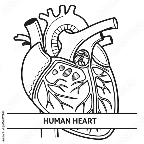 "Human heart anatomy vector diagram for medical education, black and white line art illustration for biology science coloring page and healthcare learning"

