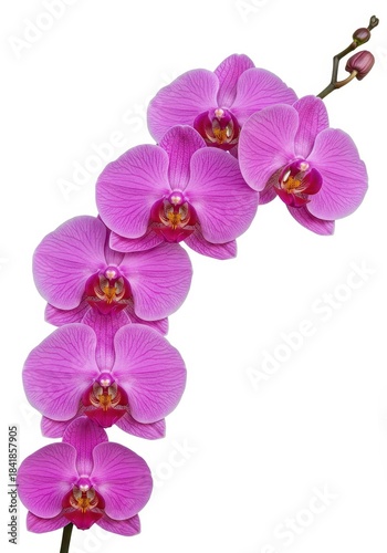 Stunning delicate vibrant pink phalaenopsis orchid blooms isolated on a pure white background, ideal for spring and beauty concepts ,gardening ,spa ,nature