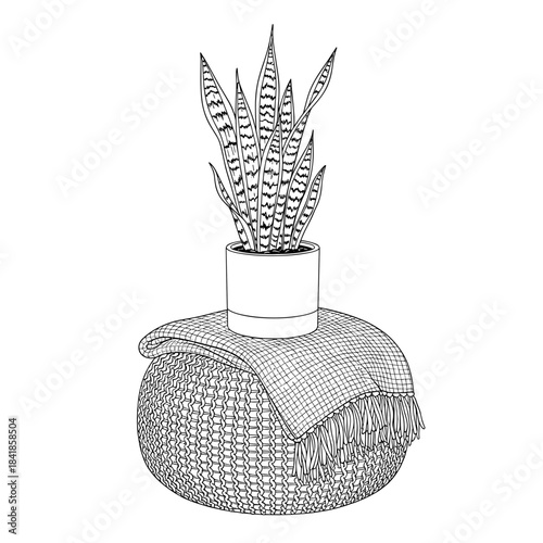 Potted snake plant on knitted pouf with cozy throw blanket  