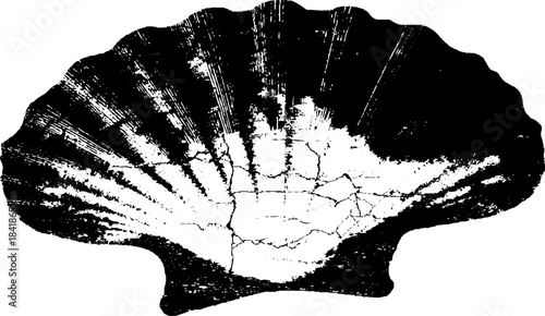 Black and white stencil illustration of a cracked seashell for nautical designs