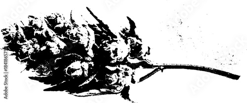 Black and white stencil of dried bud fragment for botanical art and design