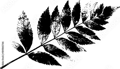 Black and white dried leaf stencil illustration for artistic design projects