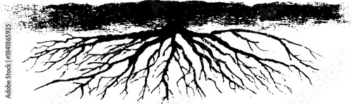 Black and white stencil illustration of fibrous tree roots design for urban art projects