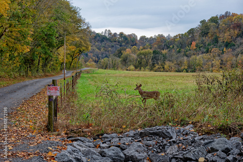 Deer to cross the road