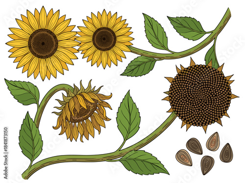 A collection of refined botanical sketches depicting sunflower components—flowers, buds, seeds, and leaves—hand‑drawn with contour lines against a white background, rendered in a monochrome vintage