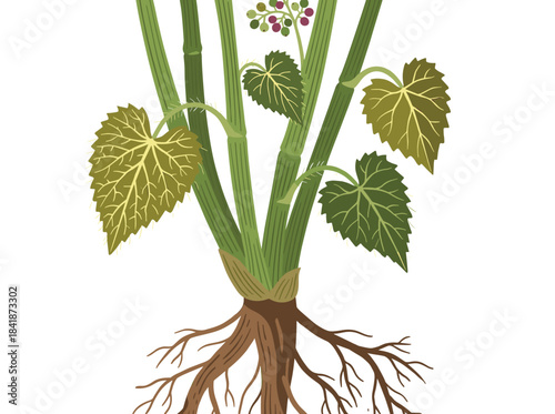 Hand‑drawn illustration of a nettle plant, depicting leaves, root, and flowers, presented as a vintage botanical sketch