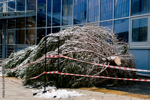 A large fir tree, ready to be installed for Christmas, lies near the entrance to the building.