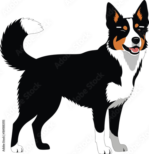 Border Collie Dog Vector