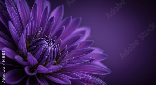 A highly textural and painterly abstract macro view focusing on the deep violet and subtle lavender hues of a flowering bloom ,purple, dreamy, subtle