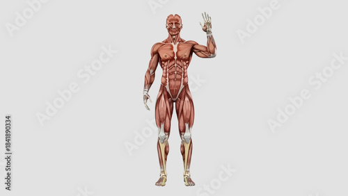 Detailed anatomical illustration of human muscles highlighting muscle structure
