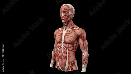 Anatomical illustration of the human muscular system with detailed muscle placement