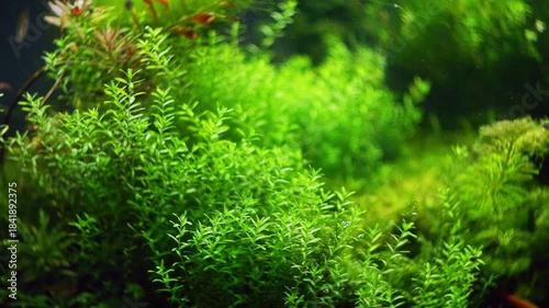 Micranthemum glomeratum, Alternathera reineckii oxygenate air bubble, Amano style aquascape aquadesign, LED light planted vegetation pearling, aquafarm cultivation, bokeh blur background, mental relax