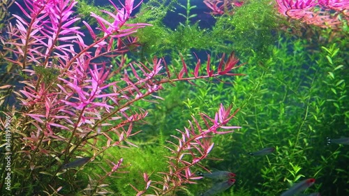 Micranthemum glomeratum, Rotala indica overgrown aquadesign, vegetation oxygenate air bubble, rummy-nose tetra fish shoal, Amano style aquascape, aquatic LED light, aquafarm cultivation, lifestyle