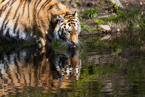 Photography Tiger