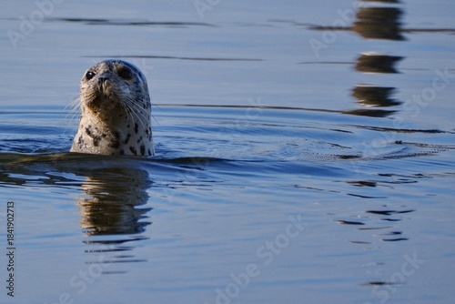 Harbor Seal swimming at Winchester Bay Oregon