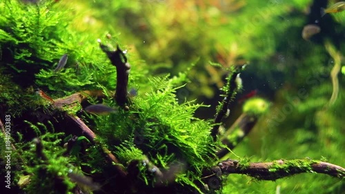 aquatic moss vegetation, galaxy rasbora fish, red cherry shrimp, Amano style ryoboku aquascape, LED light Dutch planted driftwood aquadesign, aquatic plant pearling, nature balance, mental relax