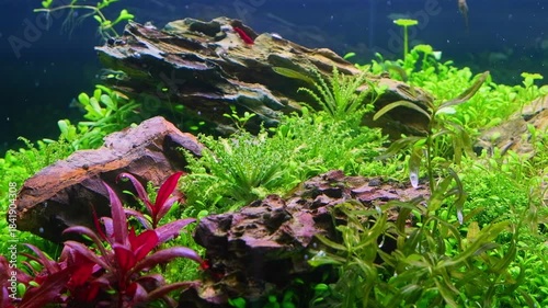 aquatic plant, Pacific blue-eye dwarf fish, green hair algae oxygenate air bubble, planted Dutch style vegetation aquascape, LED light  dragon stone iwagumi aquadesign ecosystem, mental therapy relax