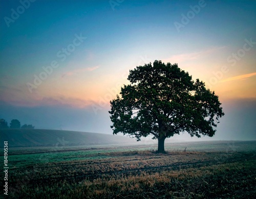 lonely oak tree in a field