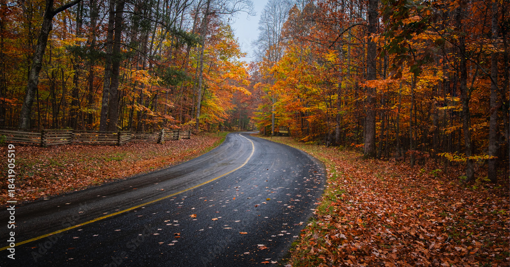 Obraz premium Winding road through colorful autumn forest