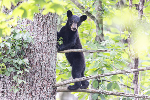 Baby black bear in tree