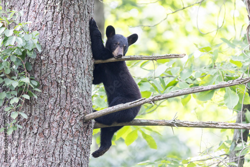 Baby black bear in tree