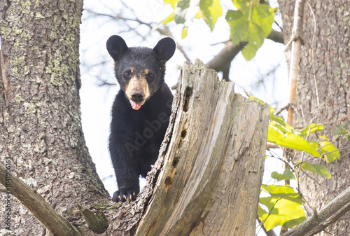 Baby black bear in tree