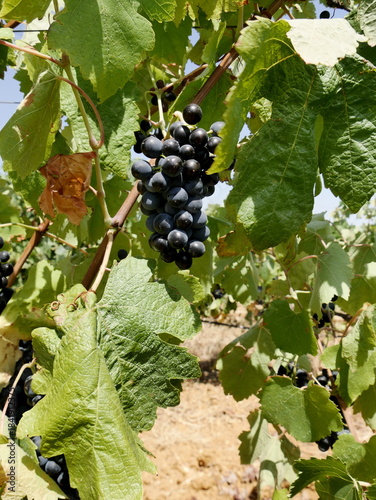 ripe Syrah grape in the vineyard in var department, provence, france, in august. Vine and red grape fruits, close up 
