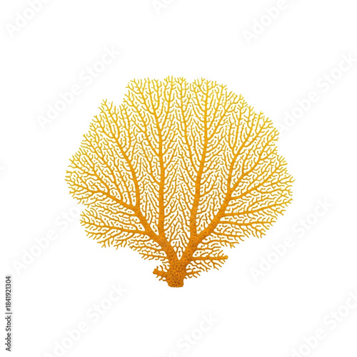 Golden Coral Fan Illustration Against a White Background - A Detailed Natural Marine Life Artwork