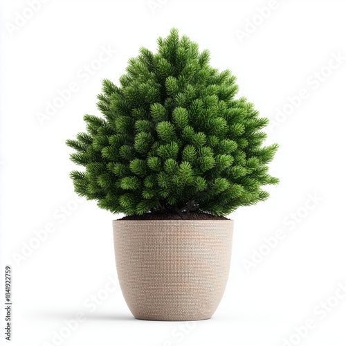 small potted christmas pine tree on white background
