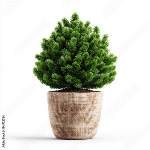small potted christmas pine tree on white background
