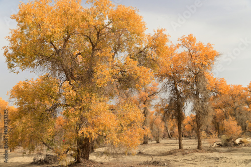 Tarim Huyan Lin Scenic Area in Luntai County, Xinjiang, when the leaves of the Hu Yanglin change color, it appears as a golden yellow. or 