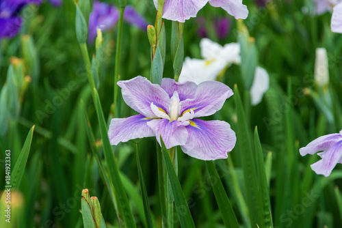 花菖蒲（染谷花菖蒲園）