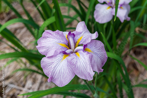 花菖蒲（染谷花菖蒲園）