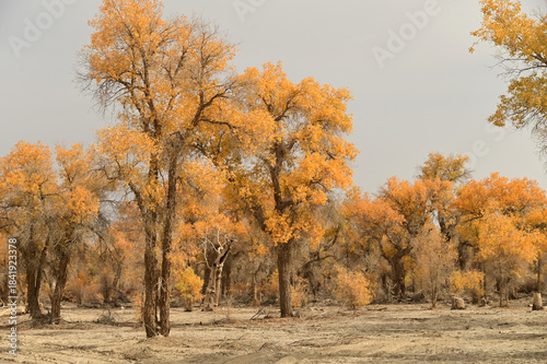 Tarim Huyan Lin Scenic Area in Luntai County, Xinjiang, when the leaves of the Hu Yanglin change color, it appears as a golden yellow. or 