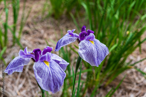 花菖蒲（染谷花菖蒲園）