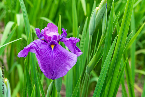 花菖蒲（染谷花菖蒲園）